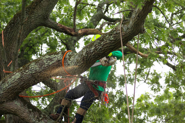 Mulching Services in Sweetwater, FL