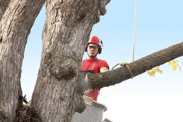 Trusted Sweetwater, FL Tree Services Experts